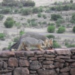 gray_foxes