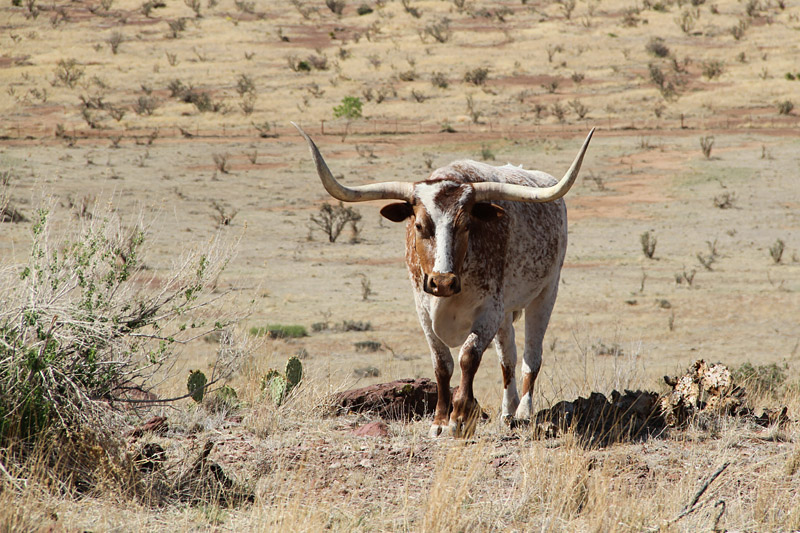 Texas Longhorn bull